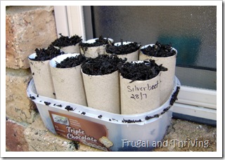 seedling toilet rolls