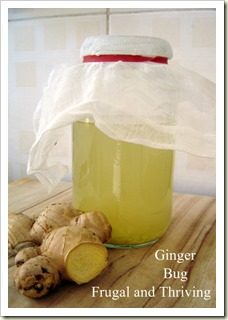 Ginger Bug for making Ginger Beer