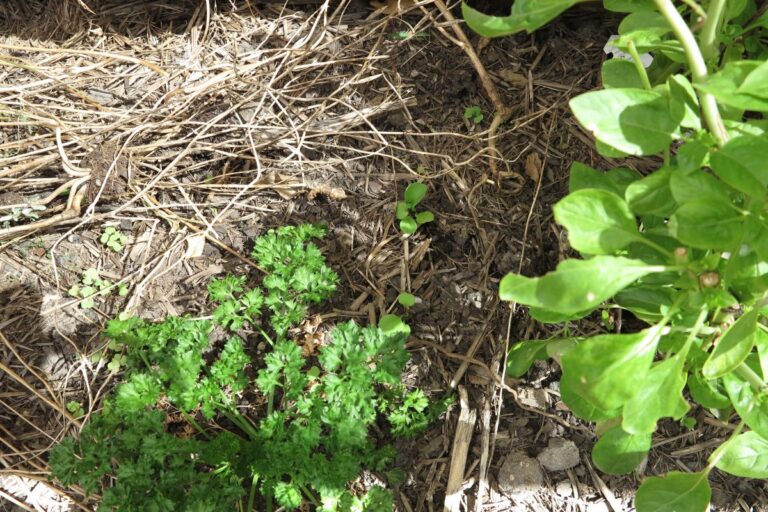 self seeded rocket in garden amongst parsley representing a lazy gardener