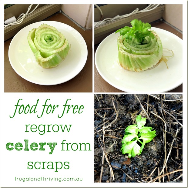 food for free celery from scraps