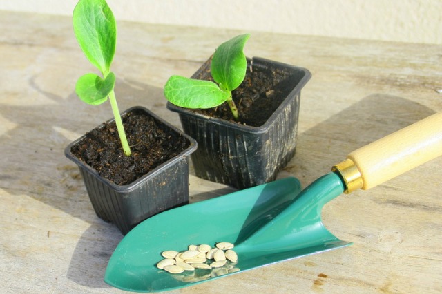 5 Secrets to Raising Seedlings for Better Germination