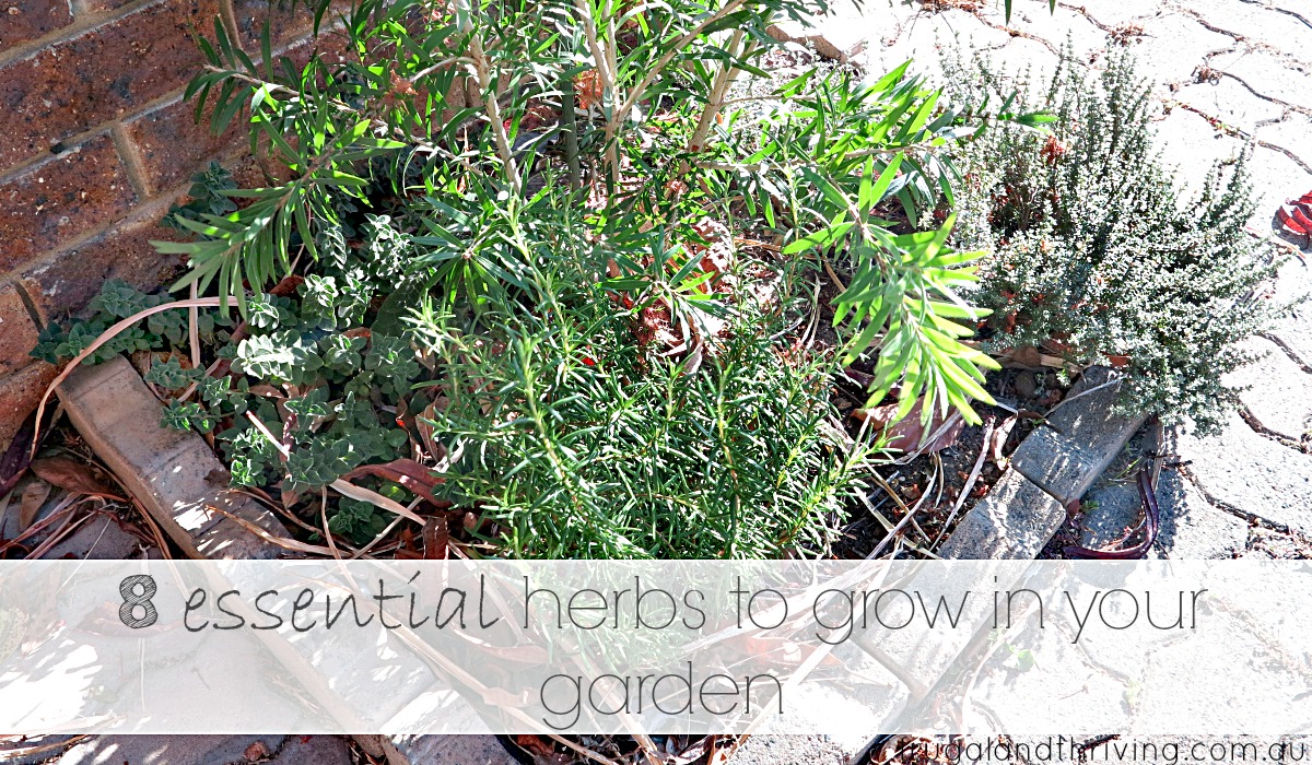 8 Essential Herbs to Grow in you Garden