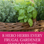 essential herbs for the frugal gardener