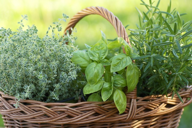 Essential herbs to grow in the garden