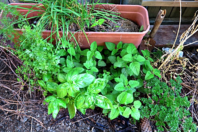 hardy herbs urban garden