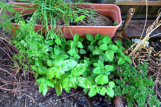 Pin By Tonya Broughton On My Landscape Ideas Shade Garden Plants