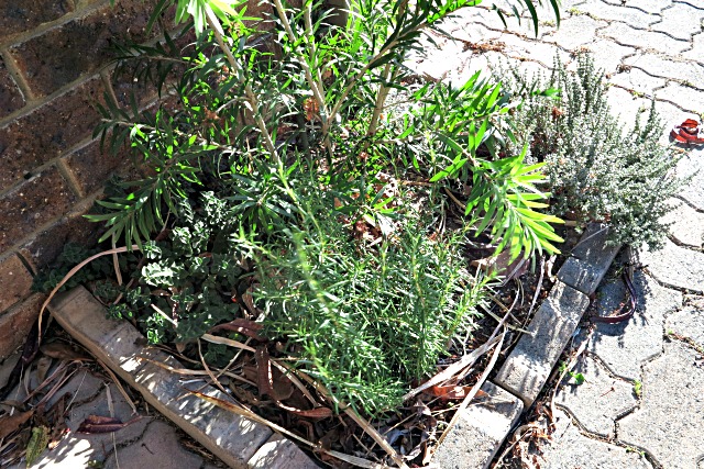 urban herb garden