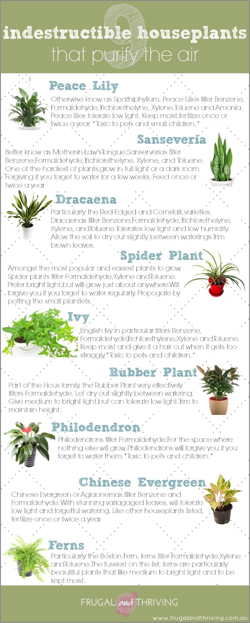 9 indestructible houseplants that purify the air