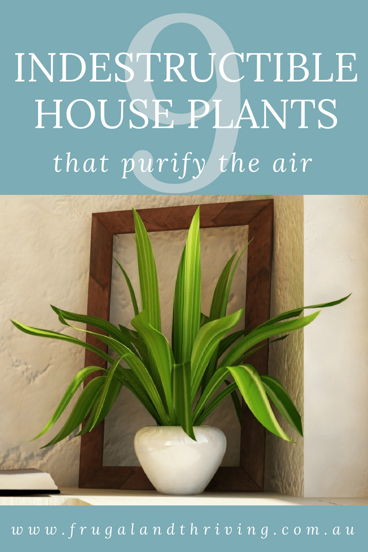 indestructible house plants that purify the air pin