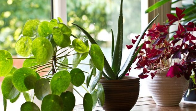 9 indestructible houseplants that purify the air