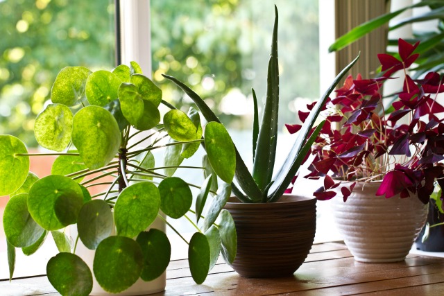 9 indestructible houseplants that purify the air