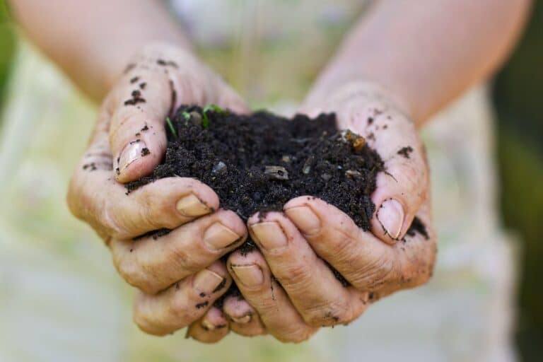 woman holding a handful of compost representing fast compost