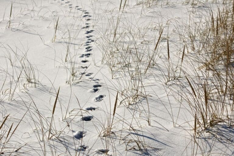a line of bird footprints in the sand representing when to track expesnes
