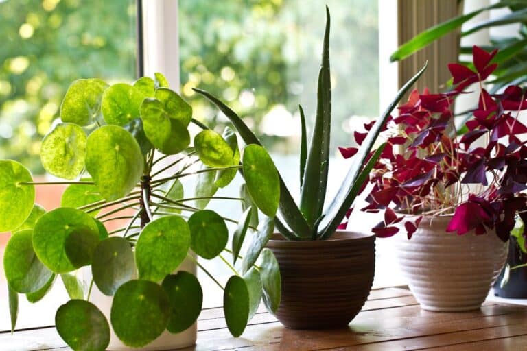 a selection of potted plants on a windowsill