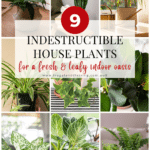 Indestructible Houseplants pinterest pin