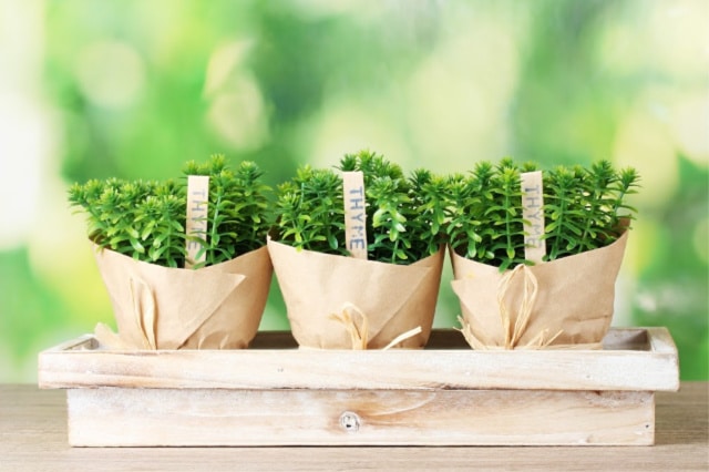 low waste gift ideas for gardeners 1