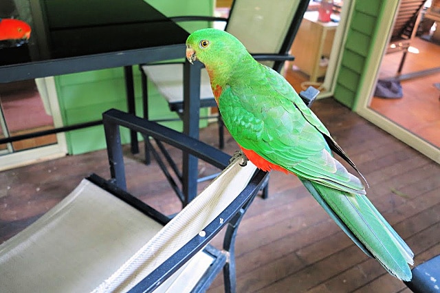 friendly female king parrot