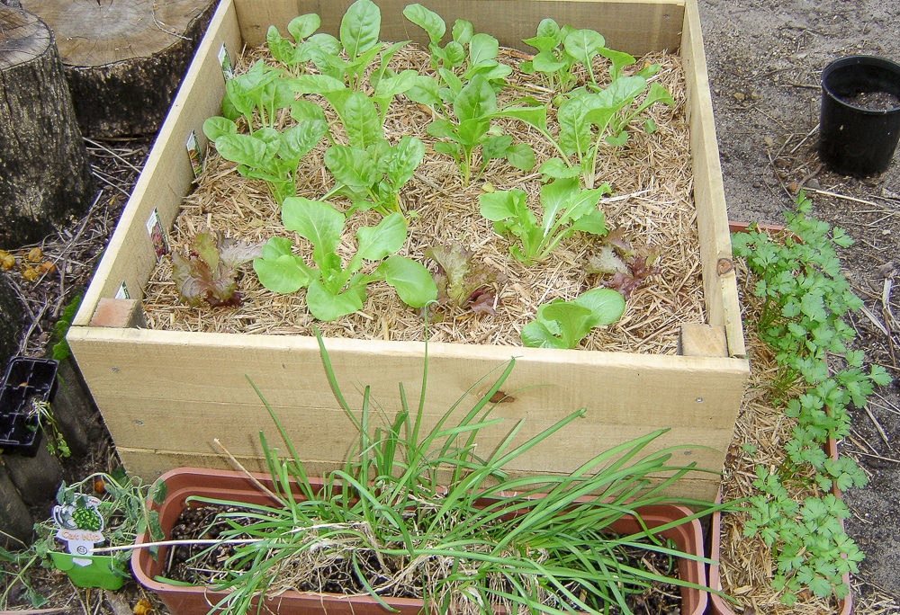 above ground garden