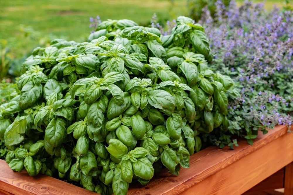 best herbs to grow - basil