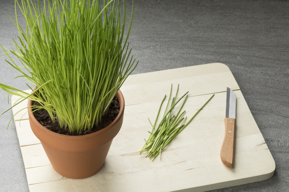 best herbs to grow - chives