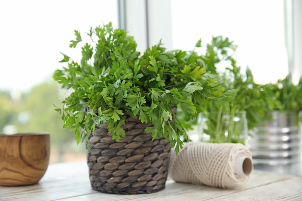 best herbs to grow - parsley