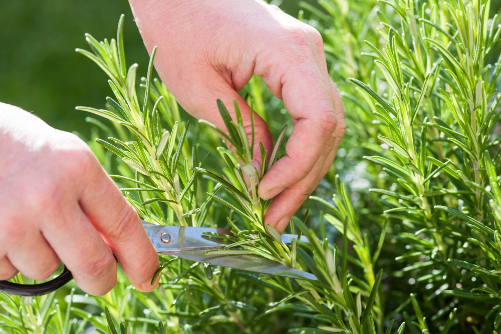 best herb to grow - rosemary