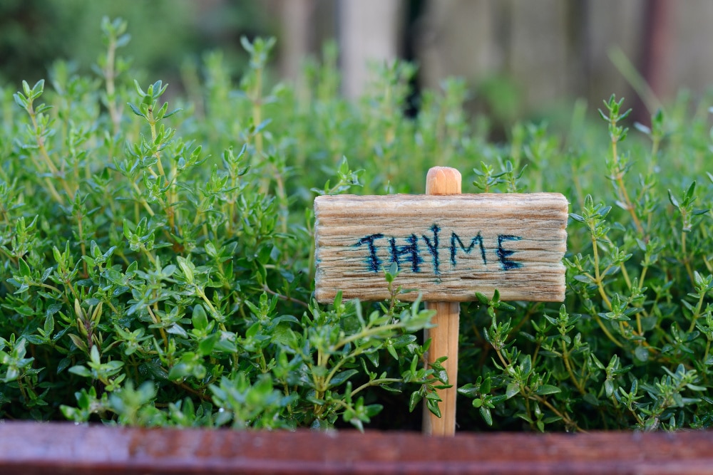 best herbs to grow - thyme