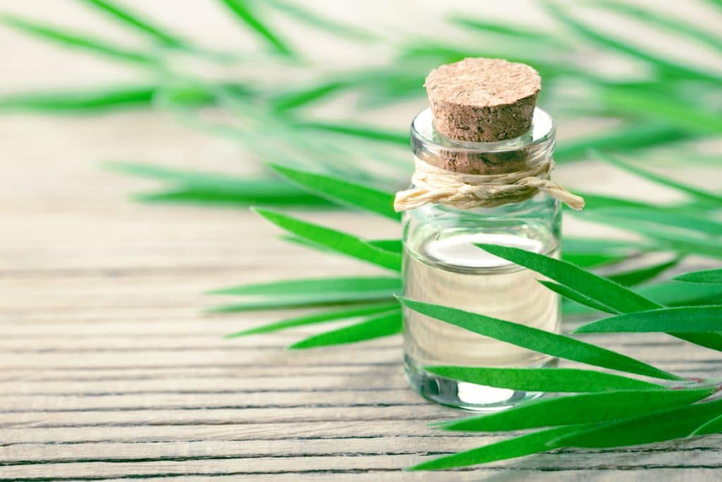 bottle of tea tree oil and tea tree leaves representing ways to use tea tree oil