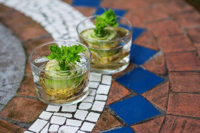 regrow celery from scraps