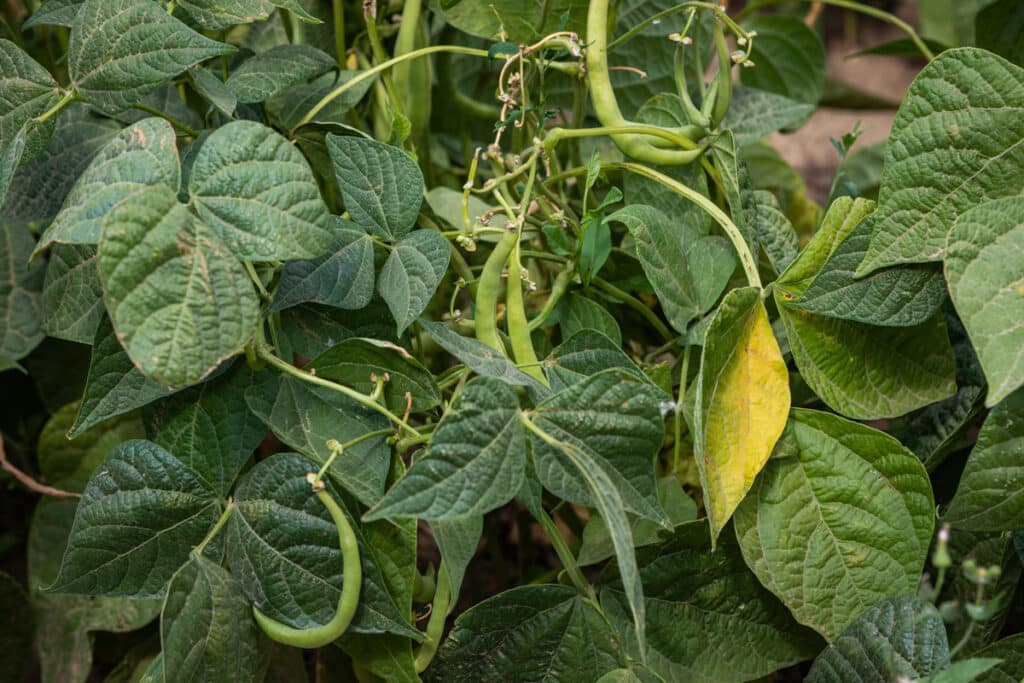 green beans growing