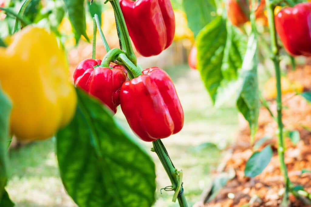 red and yellow capsicums growing