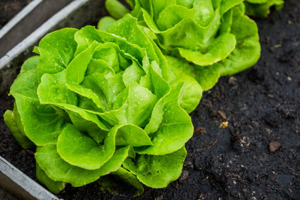 lettuce growing in garden