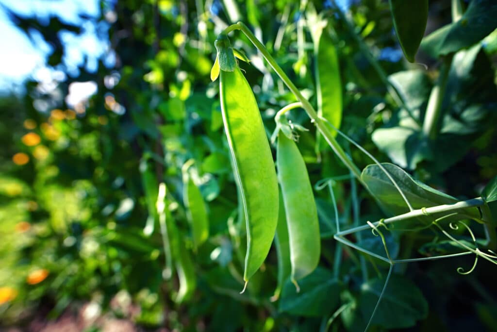 peas growing in sunlight