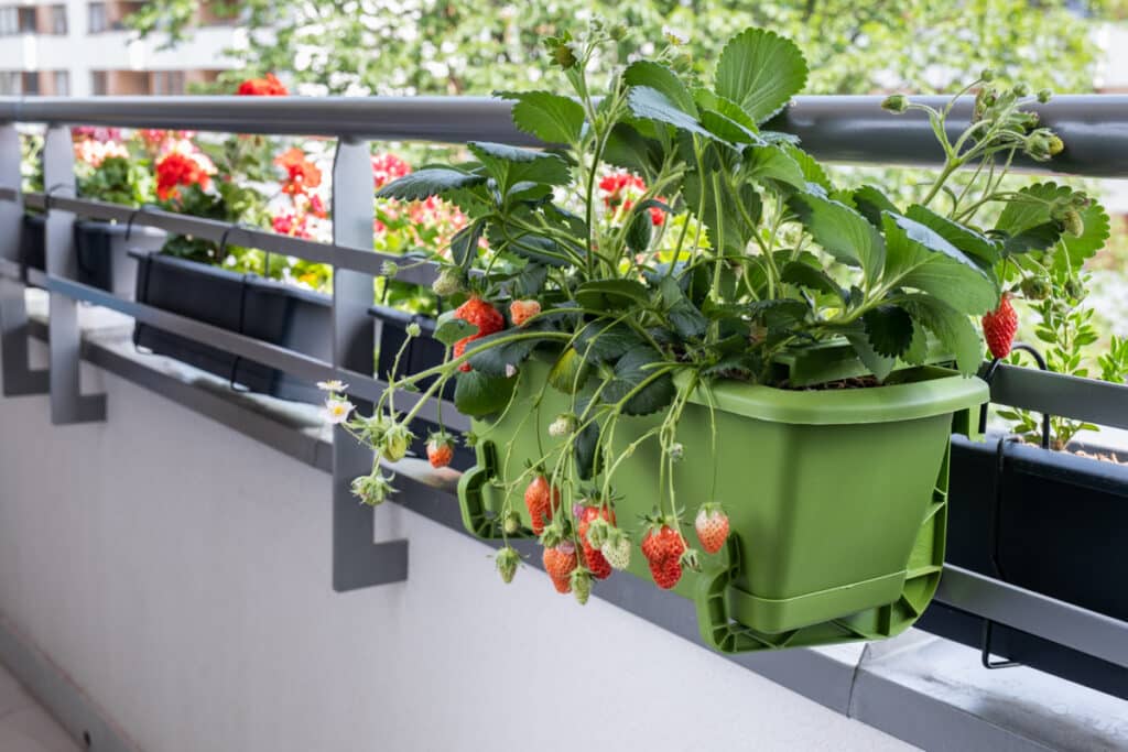 strawberries growing in pot on balcony