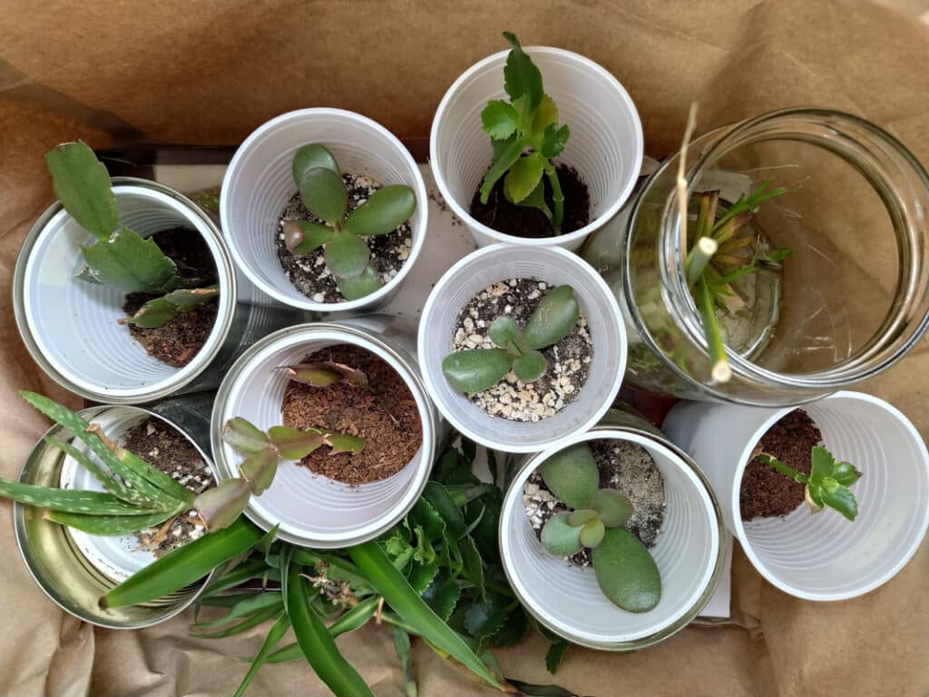 plants being propgated in recycled containers