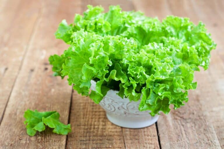 fresh lettuce in a bowl