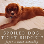 budget dog care pin original