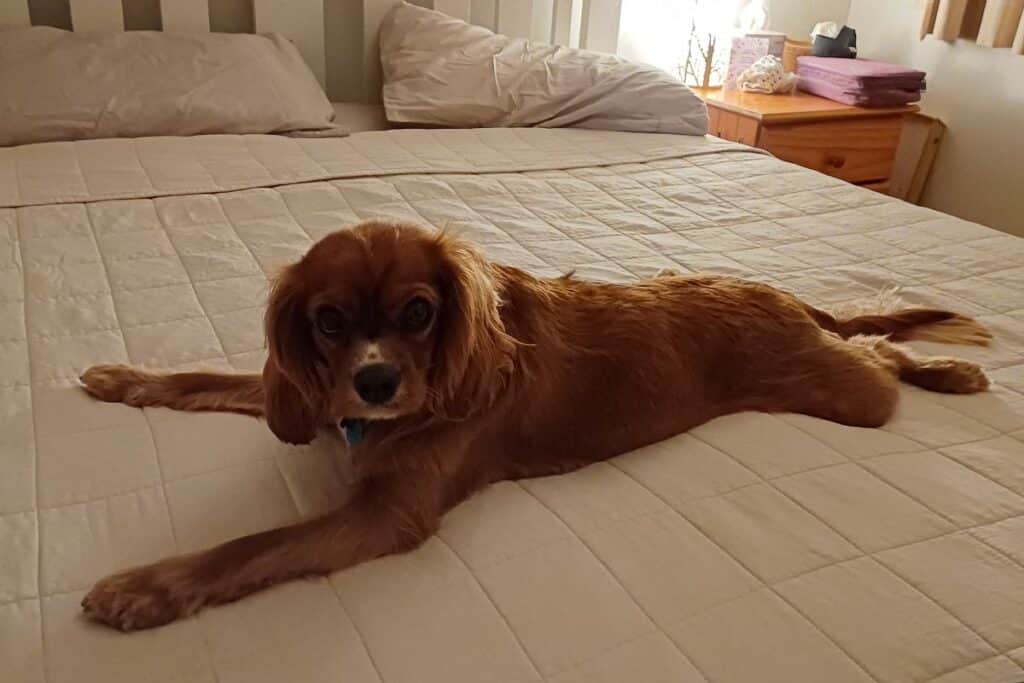 dog on the bed