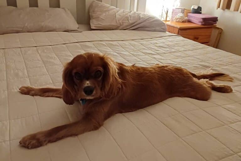 dog on the bed